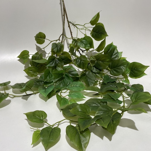 FOLIAGE, Ficus Trailing Spray 80cm